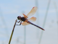 Libellula jesseana