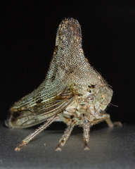 Glossonotus acuminatus