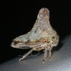 Glossonotus acuminatus