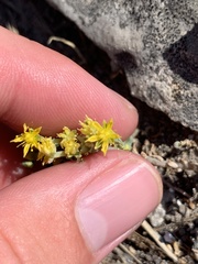 Sedum nuttallii