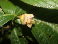 Palicourea glomerulata