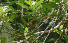 Hemithraupis ruficapilla