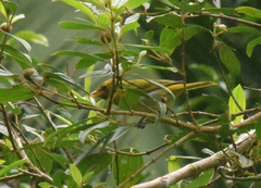 Hemithraupis ruficapilla