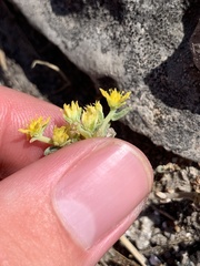 Sedum nuttallii