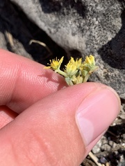 Sedum nuttallii