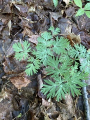 Dicentra canadensis