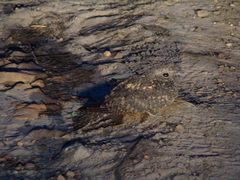 Caprimulgus tristigma