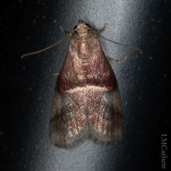Acrobasis stigmella