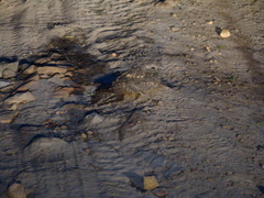 Caprimulgus tristigma