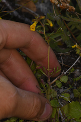 Erythranthe laciniata