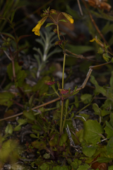 Erythranthe laciniata