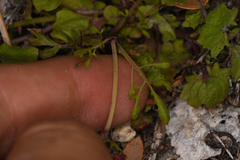 Erythranthe laciniata