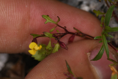 Erythranthe laciniata