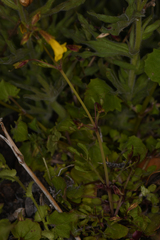 Erythranthe laciniata