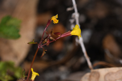 Erythranthe laciniata