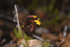 Erythranthe laciniata