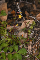 Erythranthe laciniata