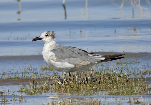 Laughing Gull photographed in New Mexico