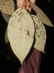 Miconia bubalina