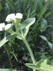 Parthenium hispidum
