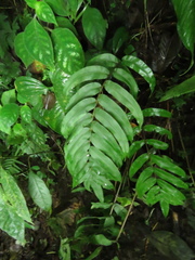 Blechnum cordatum