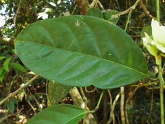 Hiraea reclinata