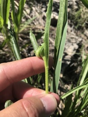 Echinacea paradoxa paradoxa