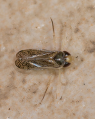 Trichocorixa