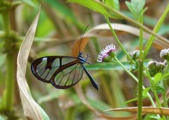 Oleria aquata