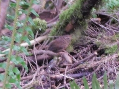 Troglodytes pacificus