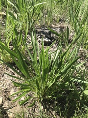 Echinacea paradoxa paradoxa