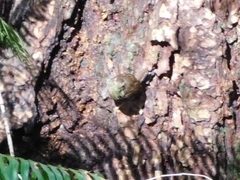 Troglodytes pacificus