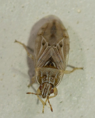 Holcocranum saturejae