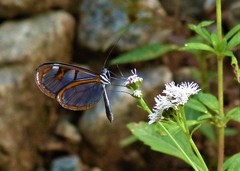 Oleria aquata