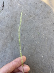 Elymus glaucus glaucus