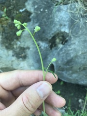 Delphinium treleasei