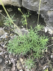 Delphinium treleasei
