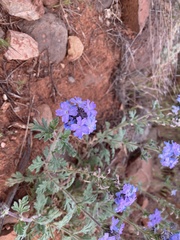 Glandularia chiricahensis
