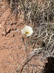 Calochortus nuttallii