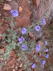 Glandularia chiricahensis