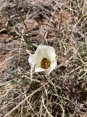 Calochortus nuttallii