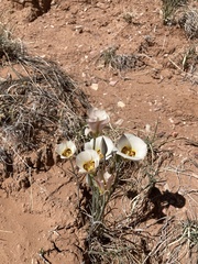 Calochortus nuttallii