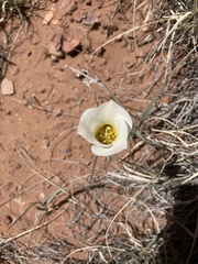 Calochortus nuttallii