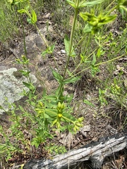 Hypericum pseudomaculatum