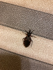 Triatoma sanguisuga