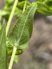 Hypericum pseudomaculatum