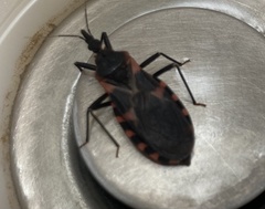 Triatoma sanguisuga