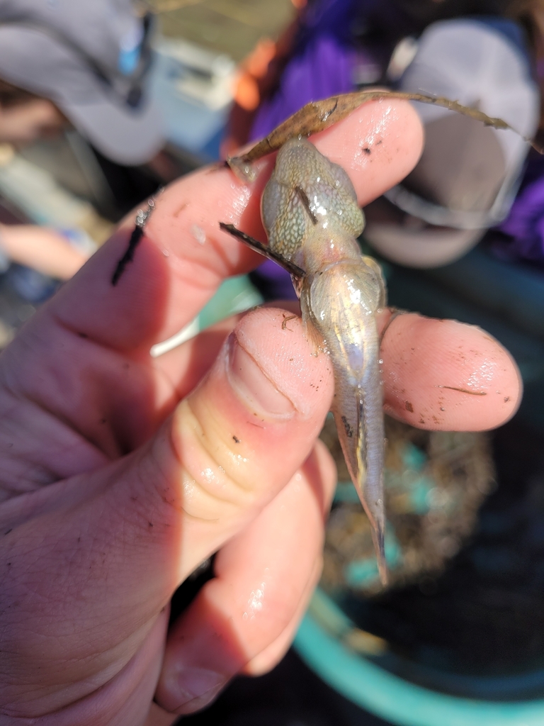 shimofuri goby