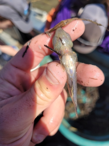 shimofuri goby