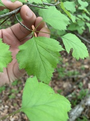 Crataegus levis